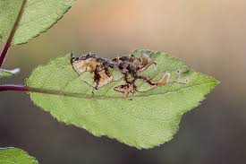 Attēlu rezultāti vaicājumam “Lyonetia prunifoliella”