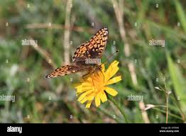 Attēlu rezultāti vaicājumam “Argynnis niobe underside”