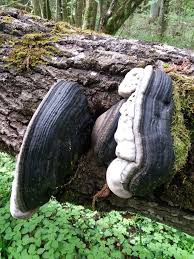 Attēlu rezultāti vaicājumam “Phellinus populicola”