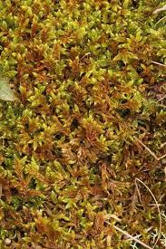 Attēlu rezultāti vaicājumam “Hypnum cupressiforme var. lacunosum”