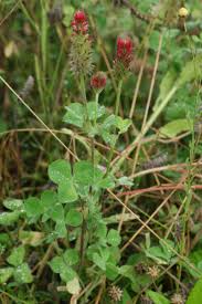 Image result for Trifolium incarnatum