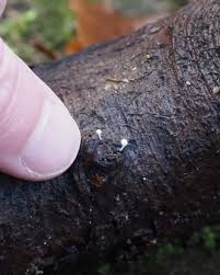 Attēlu rezultāti vaicājumam “Hemitrichia sp.”