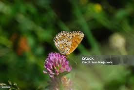 Attēlu rezultāti vaicājumam “Melitaea cinxia”