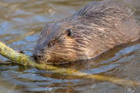 Image result for Castor fiber