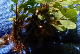 Attēlu rezultāti vaicājumam “Rhizomnium punctatum sporophyte”