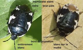 Attēlu rezultāti vaicājumam “Tritomegas bicolor imago”