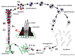 Attēlu rezultāti vaicājumam “Exobasidiales”