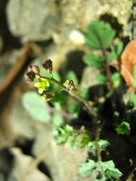 Attēlu rezultāti vaicājumam “Rorippa palustris fruit”