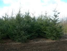 Attēlu rezultāti vaicājumam “Pseudotsuga menziesii var. glauca”