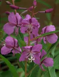Image result for Epilobium angustifolium
