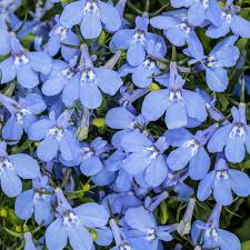 Image result for Lobelia erinus