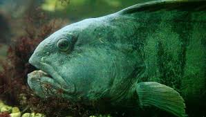 Image result for Anarhichas lupus