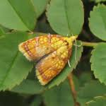 Attēlu rezultāti vaicājumam “Acleris bergmanniana”