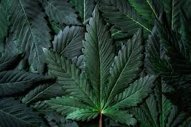 Attēlu rezultāti vaicājumam “Cannabis sativa leaf”