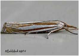 Attēlu rezultāti vaicājumam “Crambus pratella”