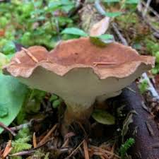 Attēlu rezultāti vaicājumam “Polypores”