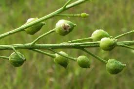 Attēlu rezultāti vaicājumam “Bunias orientalis bud”