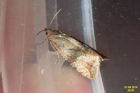 Attēlu rezultāti vaicājumam “Celypha striana”