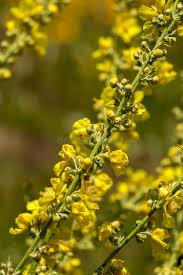 Attēlu rezultāti vaicājumam “Agrimonia eupatoria flower”