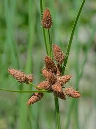 Attēlu rezultāti vaicājumam “Cyperaceae”