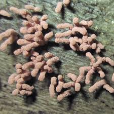 Attēlu rezultāti vaicājumam “Hemitrichia calyculata young”