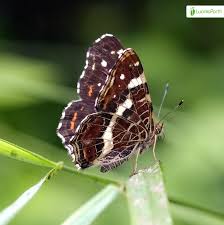 Attēlu rezultāti vaicājumam “Araschnia levana upperside”