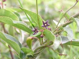 Attēlu rezultāti vaicājumam “Vincetoxicum hirundinaria fruit”