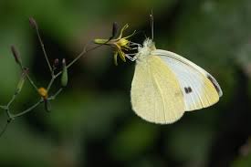 Attēlu rezultāti vaicājumam “Pieris rapae male”
