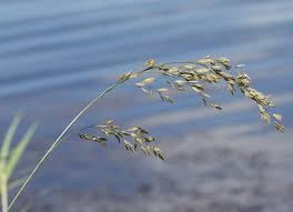 Attēlu rezultāti vaicājumam “Festuca arenaria”