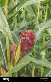 Attēlu rezultāti vaicājumam “Zea mays female flower”
