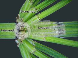 Attēlu rezultāti vaicājumam “Equisetum palustre”