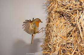 Attēlu rezultāti vaicājumam “Erithacus rubecula nest”