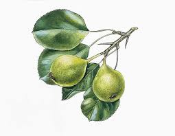 Attēlu rezultāti vaicājumam “Pyrus pyraster”