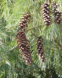 Attēlu rezultāti vaicājumam “Pinus strobus fruit”