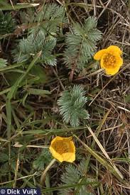 Image result for Potentilla anserina