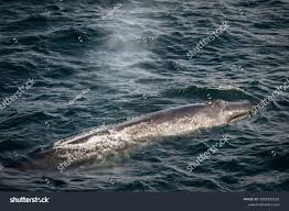 Image result for Balaenoptera borealis