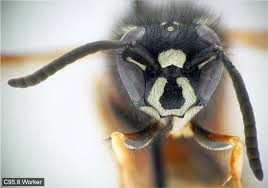 Attēlu rezultāti vaicājumam “Vespula rufa”