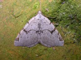 Attēlu rezultāti vaicājumam “Macaria wauaria”