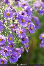 Attēlu rezultāti vaicājumam “Symphyotrichum novae-angliae flower”