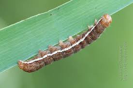 Attēlu rezultāti vaicājumam “Agrochola helvola”