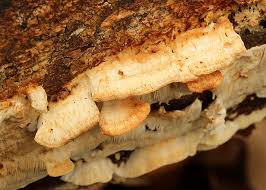 Attēlu rezultāti vaicājumam “Postia leucomallella”