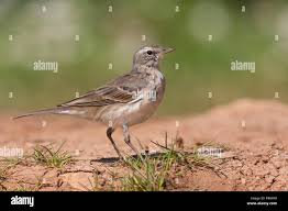 Image result for Anthus spinoletta