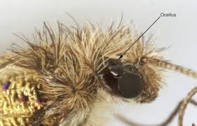 Attēlu rezultāti vaicājumam “Eriocraniidae”