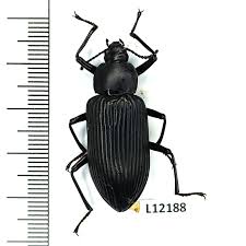 Attēlu rezultāti vaicājumam “Tenebrionidae”
