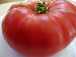 Afbeeldingsresultaat voor mortgage lifter bicolor strain tomato