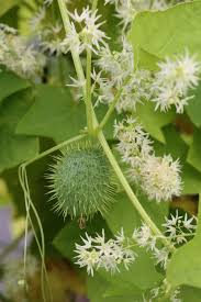 Attēlu rezultāti vaicājumam “Echinocystis lobata”