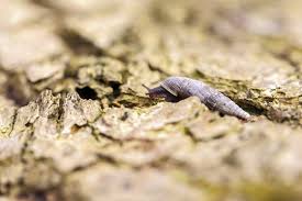 Attēlu rezultāti vaicājumam “Clausiliidae”