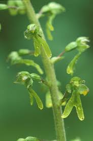 Attēlu rezultāti vaicājumam “Listera ovata leaf”