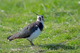 Attēlu rezultāti vaicājumam “Vanellus vanellus”