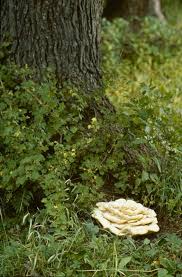 Attēlu rezultāti vaicājumam “Climacocystis borealis”